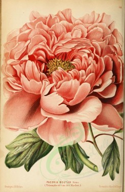 pink_flowers-00069 - paeonia moutan, 2 [2063x3163]