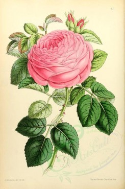 pink_flowers-00097 - Bourbon Rose [1929x2910]