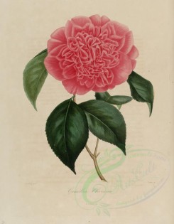 pink_flowers-00178 - camellia cliviana [2833x3644]