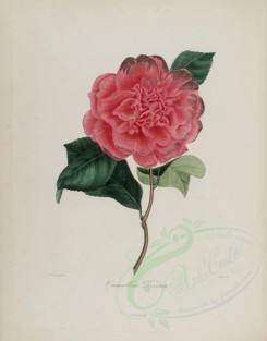 pink_flowers-00180 - camellia decora [2873x3660]