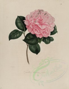 pink_flowers-00205 - camellia punctata rosea [2920x3727]