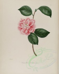 pink_flowers-00212 - camellia sweetiana [3048x3838]