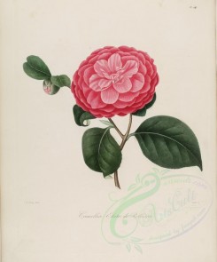 pink_flowers-00227 - camellia elata de rollison [3100x3726]