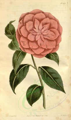 pink_flowers-00291 - 1670-camellia japonica myrtifolia, Myrtle-leaved Red Camellia [1897x3175]