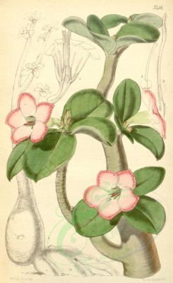 pink_flowers-00318 - 5418-adenium obesum, Thick-stemmed Adenium [2085x3408]