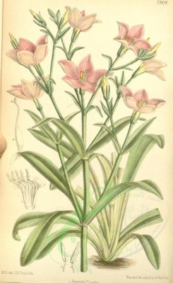 pink_flowers-00371 - 7101-chironia palustris [2122x3462]