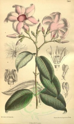 pink_flowers-00398 - 7984-cryptostegia madagascariensis [2133x3548]