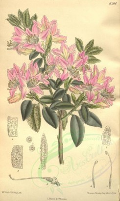 pink_flowers-00431 - 8280-rhododendron coombense [2113x3522]