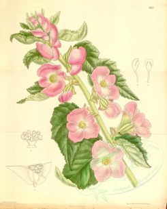 pink_flowers-00436 - 8322-begonia martiana grandiflora [3664x4566]