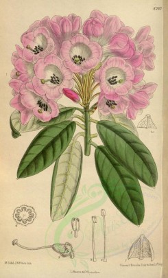 pink_flowers-00479 - 8767-rhododendron argyrophyllum leiandrum [2111x3481]