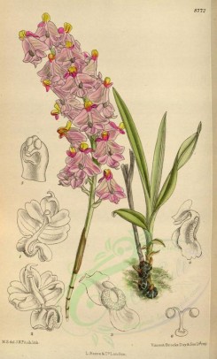 pink_flowers-00480 - 8772-polystachya pobeguinii [2100x3481]
