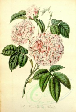 pink_flowers-00512 - Rose Tricolore de Flandre [2415x3555]