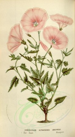 pink_flowers-00711 - convolvulus althaeoides argyreus [2024x3677]