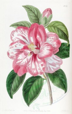 pink_flowers-00773 - 1854-camellia japonica Donckelaeri, Donckelaer's Japan Camellia [2581x4046]