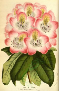 pink_flowers-00792 - rhododendron etoile de villiers [2233x3436]