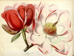 pink_flowers-00819 - magnolia campbellii [4957x3751]