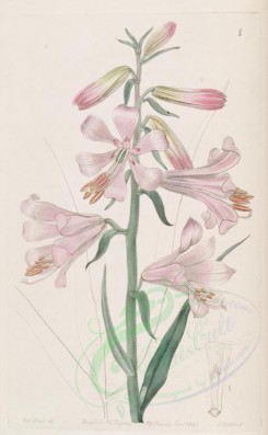 pink_flowers-00852 - 001-lilium thomsonianum, Dr Thomson's Lily [2670x4325]