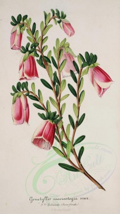 pink_flowers-00977 - genetyllis macrostegia [3371x5986]