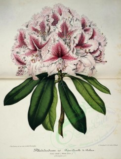 pink_flowers-00982 - rhododendrum prince camille de rohan [4378x5741]