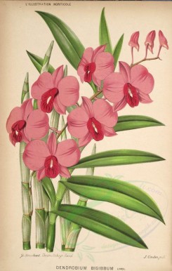 pink_flowers-01072 - dendrobium bigibbum [3717x5851]