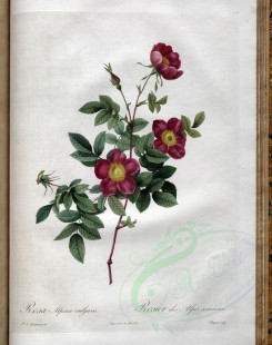 pink_flowers-01095 - rosa alpina vulgaris [3400x4300]