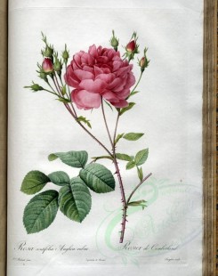 pink_flowers-01105 - rosa centifolia anglica rubra [3400x4300]
