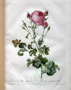pink_flowers-01106 - rosa centifolia bipinnata [3400x4300]