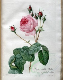 pink_flowers-01107 - rosa centifolia bullata [3400x4300]