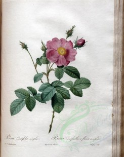 pink_flowers-01113 - rosa centifolia simplex [3400x4300]