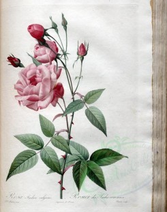 pink_flowers-01145 - rosa indica vulgaris [3400x4300]