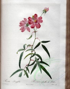 pink_flowers-01147 - rosa longifolia [3400x4300]