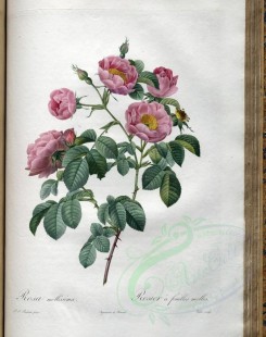 pink_flowers-01150 - rosa mollissima [3400x4300]