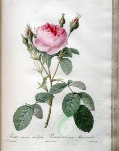 pink_flowers-01155 - rosa muscosa multiplex [3400x4300]