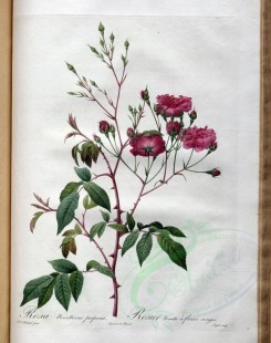 pink_flowers-01156 - rosa noisettiana purpurea [3400x4300]