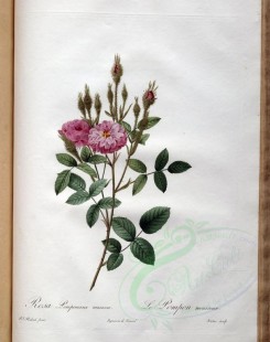 pink_flowers-01162 - rosa pomponiana muscosa [3400x4300]