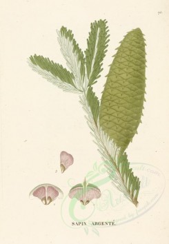 plants-00001 - abies alba [3412x4918]