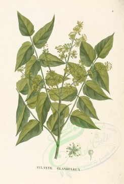plants-00007 - ailanthus altissima [3374x4990]