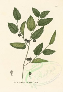 plants-00018 - celtis australis [3414x4966]