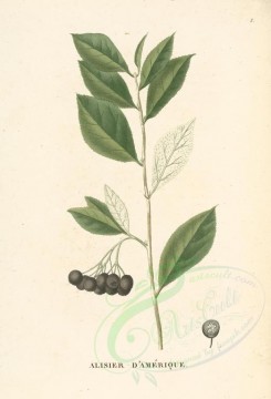 plants-00019 - crataegus latifolia, 1 [3350x4924]