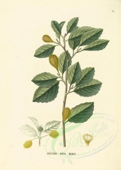 plants-00024 - fagus sylvatica [3616x5080]