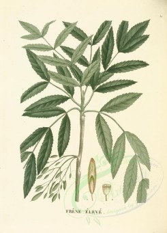 plants-00025 - fraxinus excelsior [3604x5020]