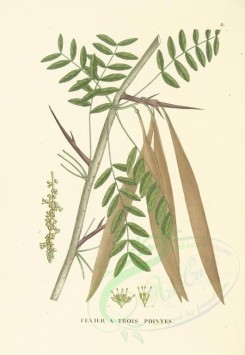 plants-00028 - gleditsia triacanthos [3502x5074]