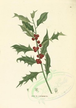 plants-00029 - ilex aquifolium [3580x5110]