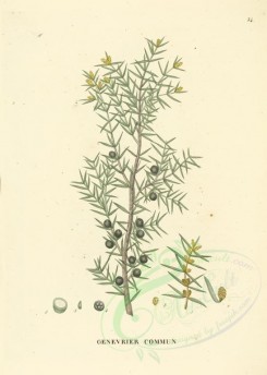 plants-00032 - juniperus communis [3496x4906]