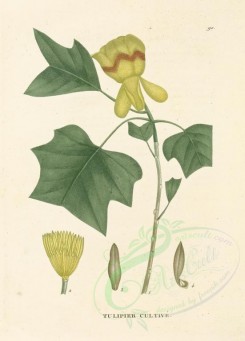 plants-00036 - liriodendron tulipifera [3460x4814]