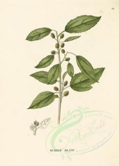 plants-00037 - morus alba [3558x4966]