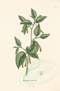 plants-00039 - morus rubra [3470x5222]