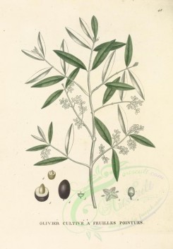 plants-00040 - olea europaea [3526x5078]