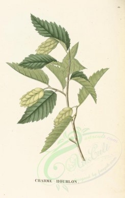 plants-00042 - ostrya carpinifolia [3046x4822]