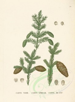 plants-00044 - picea mariana, tsuga canadensis [3694x5056]